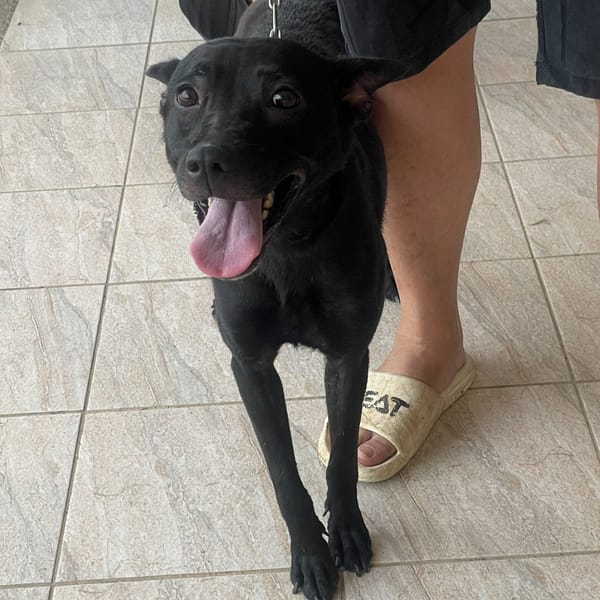 【待認養】台灣犬 狗 (女生) - 苗栗縣動物保護教育園區