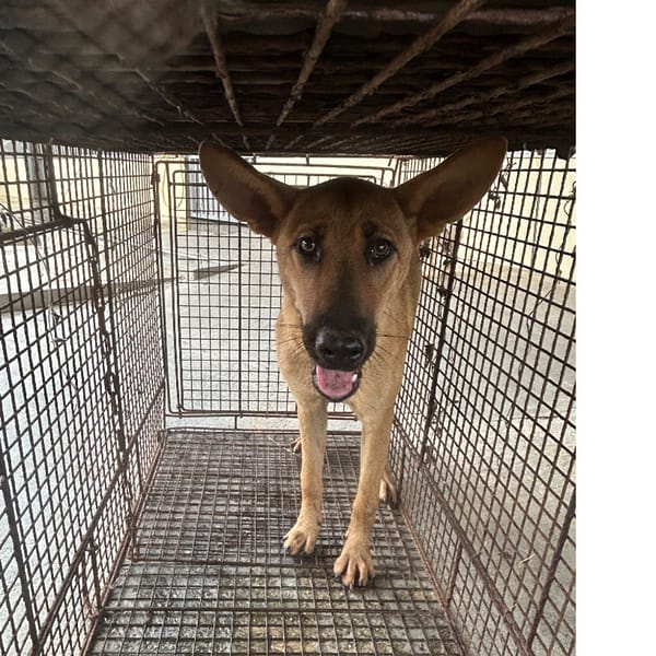 【待認養】混種犬 狗 (女生) - 澎湖縣流浪動物收容中心