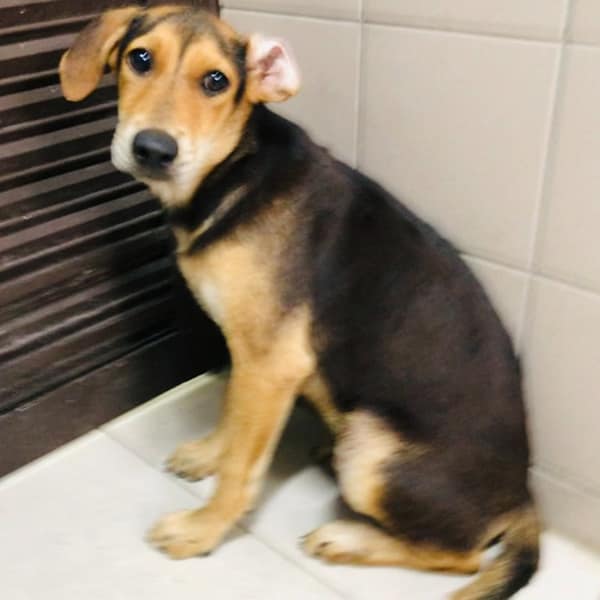 【待認養】混種犬 狗 (女生) - 高雄市燕巢動物保護關愛園區