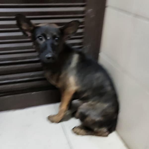 【待認養】混種犬 狗 (女生) - 高雄市燕巢動物保護關愛園區