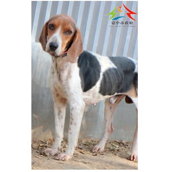 【待認養】米格魯犬 狗 (男生) - 臺中市動物之家后里園區