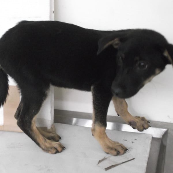 【待認養】混種犬 狗 (女生) - 高雄市燕巢動物保護關愛園區