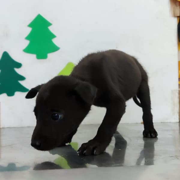 【待認養】混種犬 狗 (女生) - 高雄市燕巢動物保護關愛園區