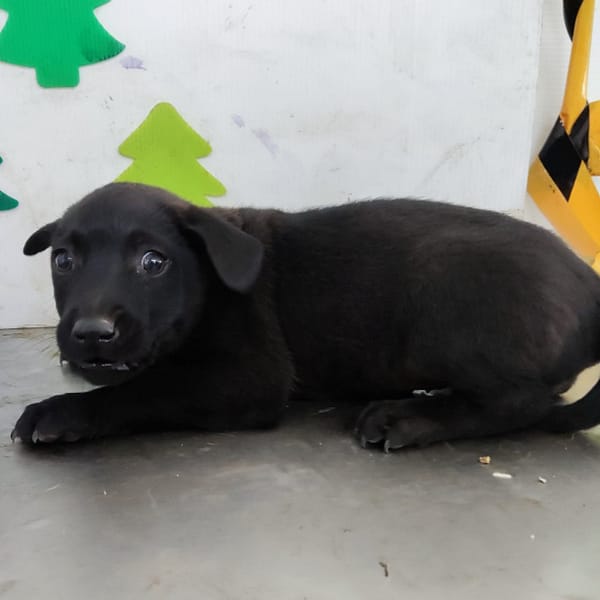 【待認養】混種犬 狗 (女生) - 高雄市燕巢動物保護關愛園區