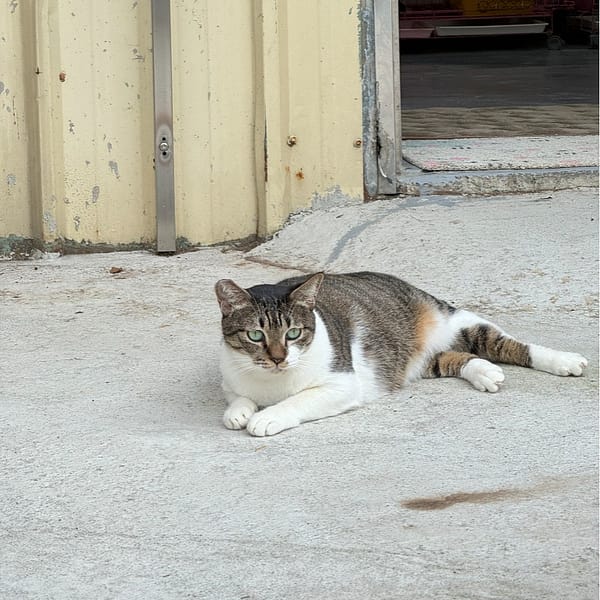 【待認養】混種貓 貓 (女生) - 新北市八里區公立動物之家