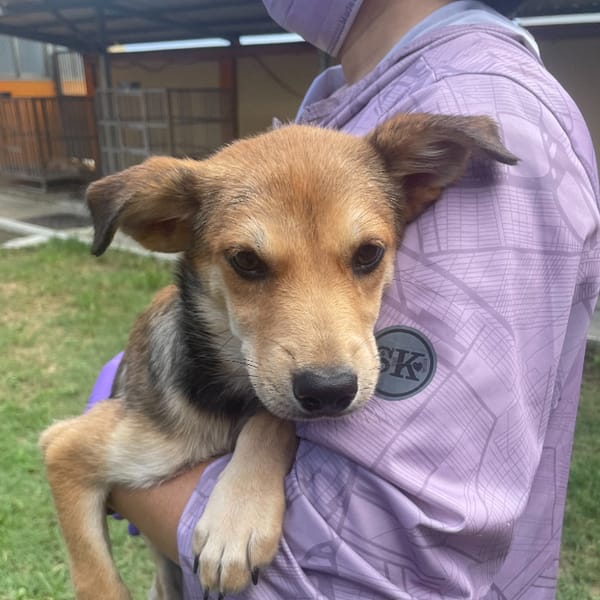 【待認養】混種犬 狗 (女生) - 澎湖縣流浪動物收容中心