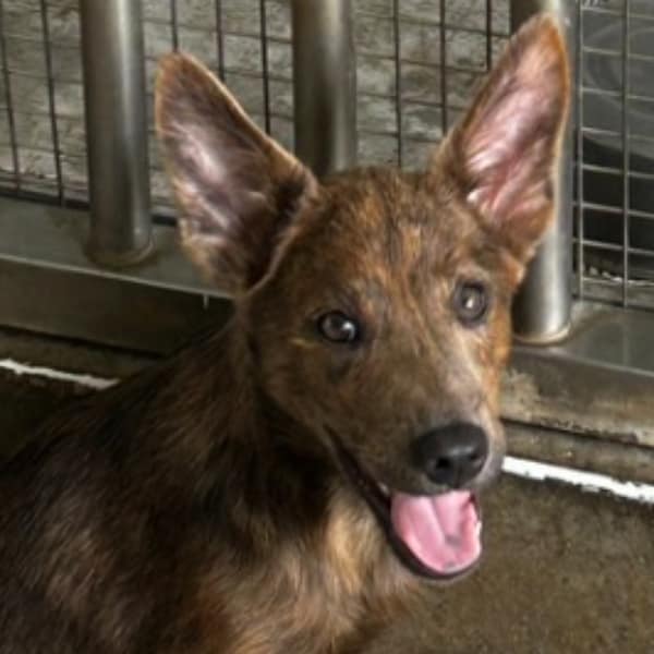 【待認養】混種犬 狗 (女生) - 澎湖縣流浪動物收容中心