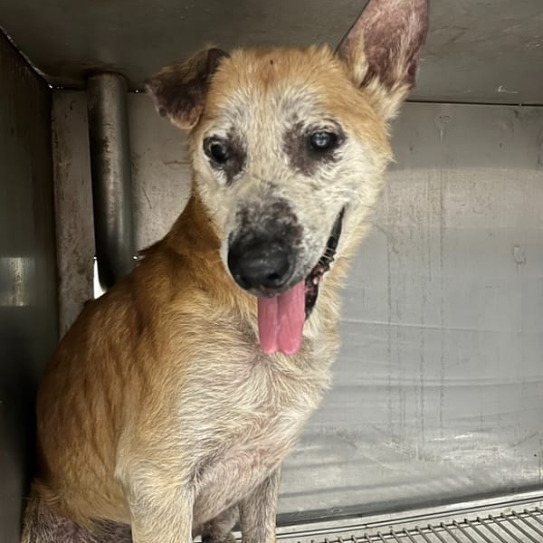 【待認養】混種犬 狗 (男生) - 臺北市動物之家