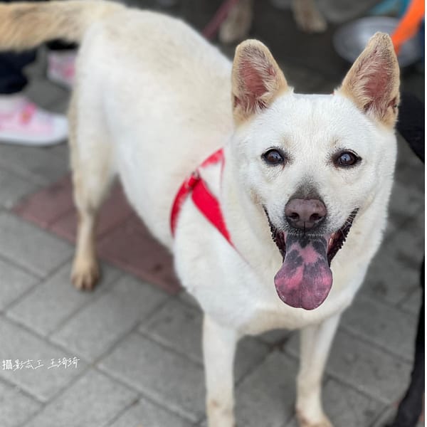 【待認養】混種犬 狗 (女生) - 臺南市動物之家灣裡站