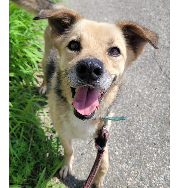 【待認養】混種犬 狗 (男生) - 臺南市動物之家灣裡站