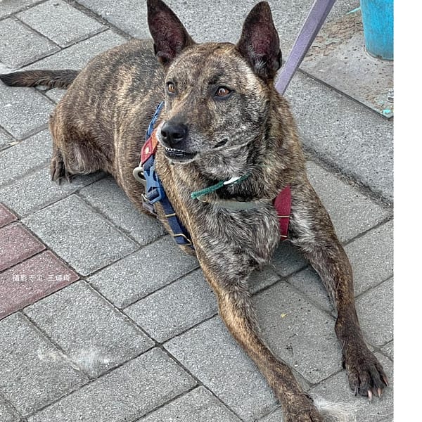 【待認養】混種犬 狗 (女生) - 臺南市動物之家灣裡站