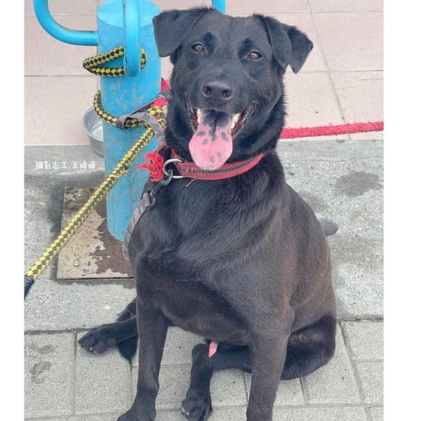 【待認養】混種犬 狗 (男生) - 臺南市動物之家灣裡站