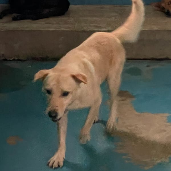 【待認養】混種犬 狗 (男生) - 苗栗縣動物保護教育園區