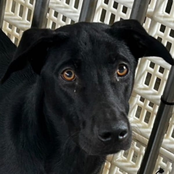 【待認養】混種犬 狗 (男生) - 澎湖縣流浪動物收容中心