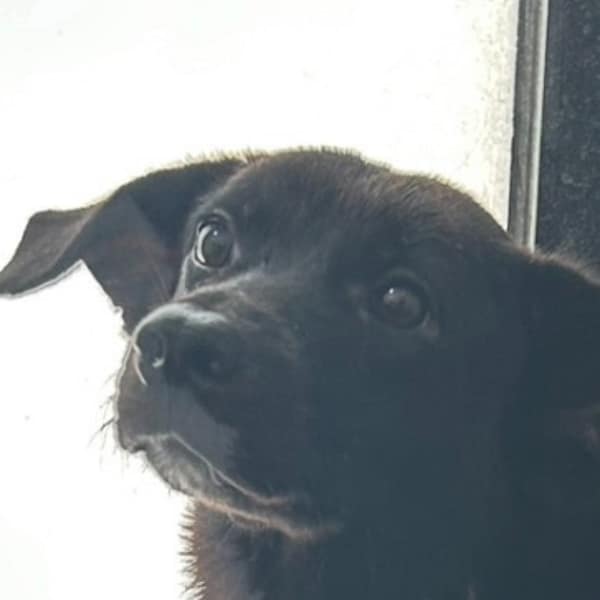 【待認養】混種犬 狗 (男生) - 澎湖縣流浪動物收容中心