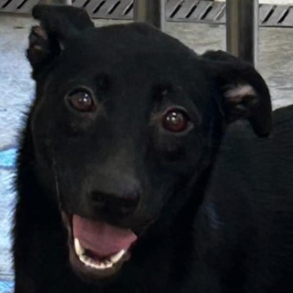 【待認養】混種犬 狗 (女生) - 澎湖縣流浪動物收容中心