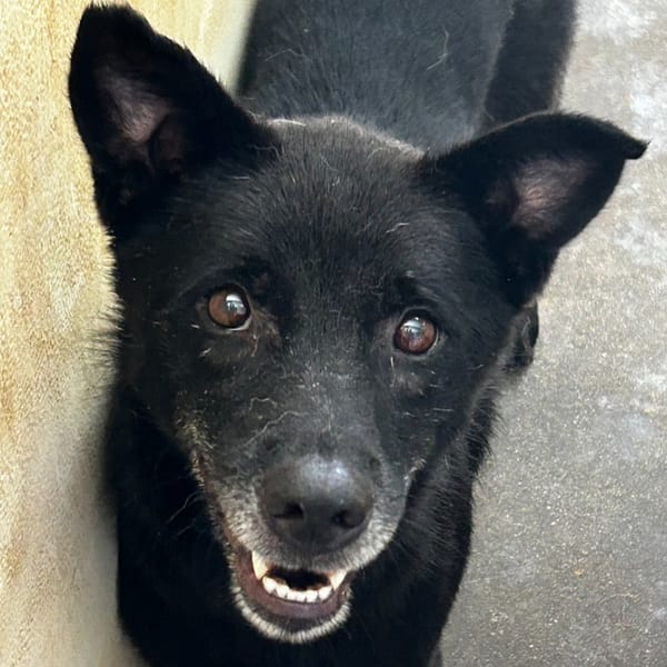 【待認養】混種犬 狗 (女生) - 澎湖縣流浪動物收容中心
