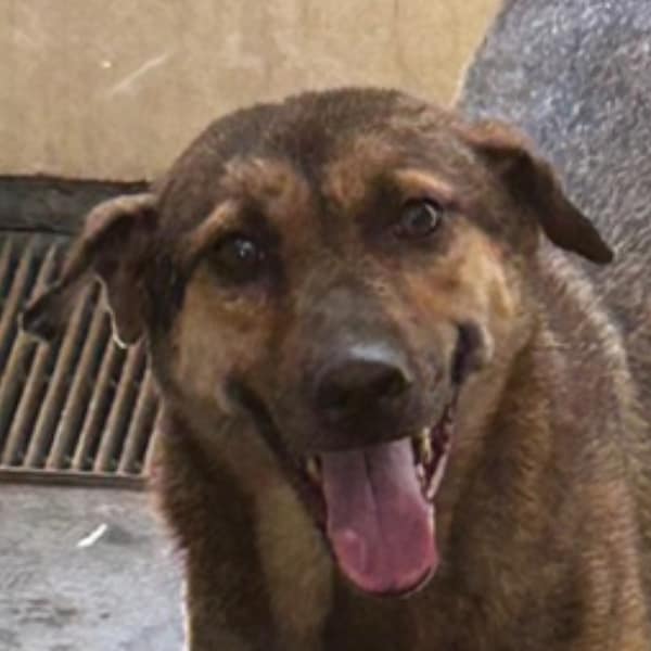 【待認養】混種犬 狗 (女生) - 澎湖縣流浪動物收容中心