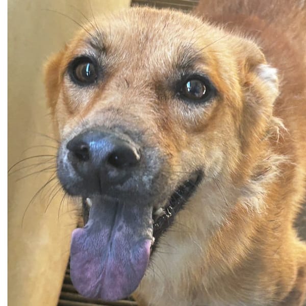 【待認養】混種犬 狗 (女生) - 澎湖縣流浪動物收容中心