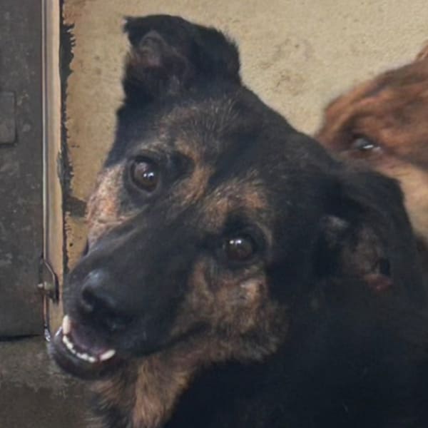 【待認養】混種犬 狗 (女生) - 澎湖縣流浪動物收容中心