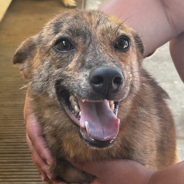 【待認養】混種犬 狗 (女生) - 澎湖縣流浪動物收容中心