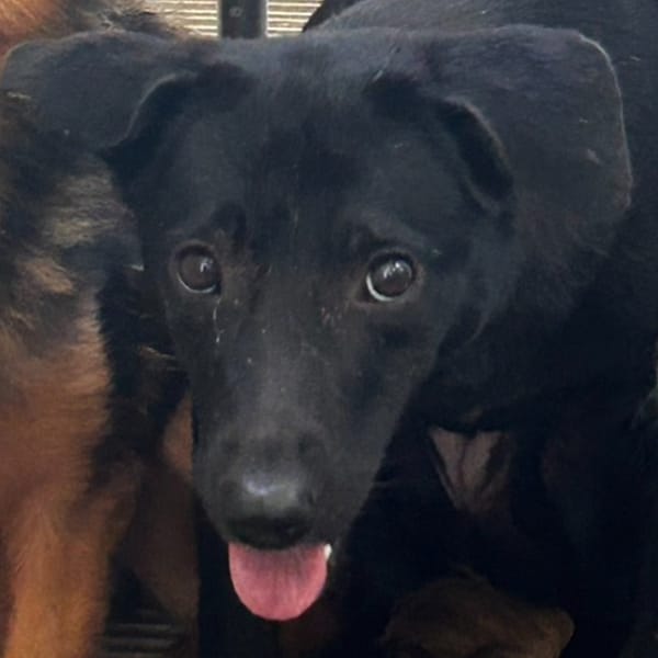 【待認養】混種犬 狗 (女生) - 澎湖縣流浪動物收容中心