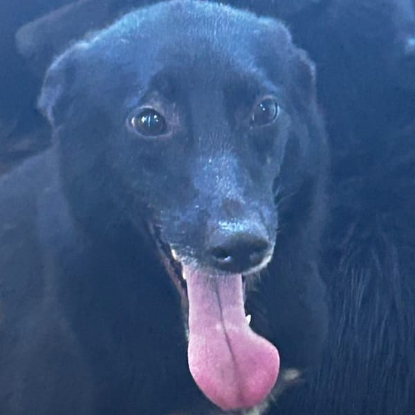 【待認養】混種犬 狗 (女生) - 澎湖縣流浪動物收容中心