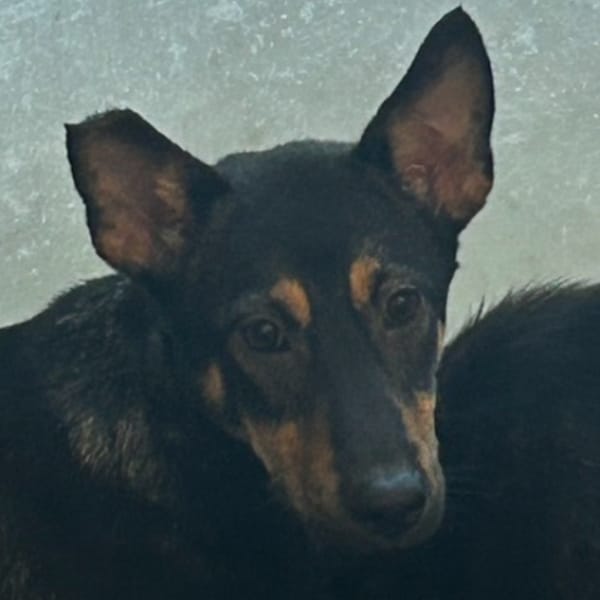 【待認養】混種犬 狗 (女生) - 澎湖縣流浪動物收容中心