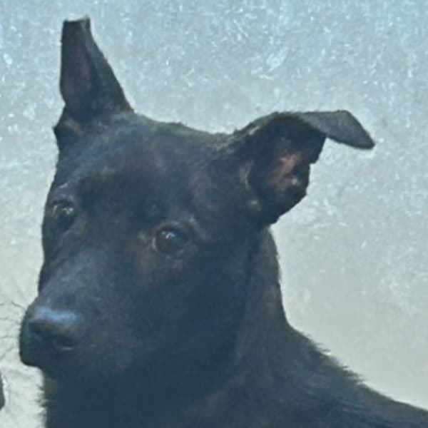 【待認養】混種犬 狗 (女生) - 澎湖縣流浪動物收容中心