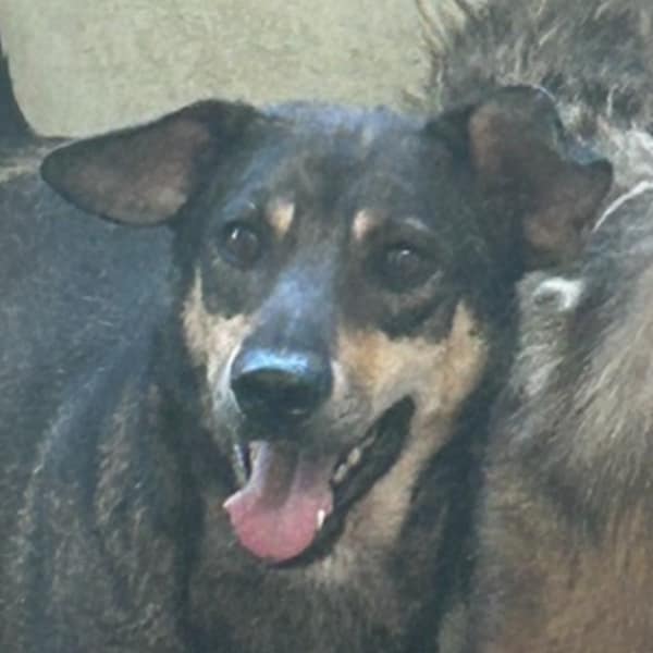 【待認養】混種犬 狗 (男生) - 澎湖縣流浪動物收容中心