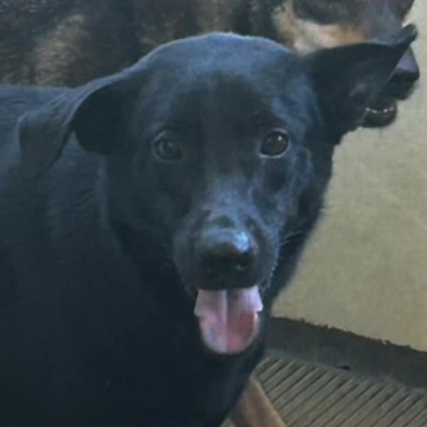 【待認養】混種犬 狗 (男生) - 澎湖縣流浪動物收容中心