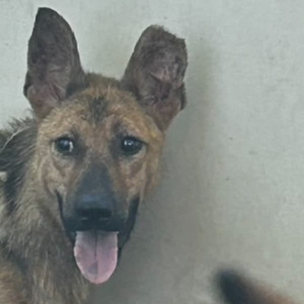 【待認養】混種犬 狗 (男生) - 澎湖縣流浪動物收容中心