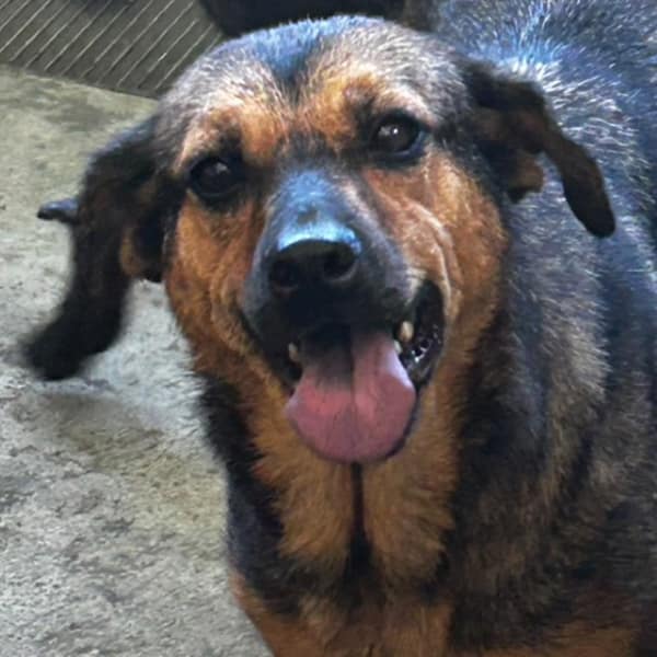 【待認養】混種犬 狗 (女生) - 澎湖縣流浪動物收容中心