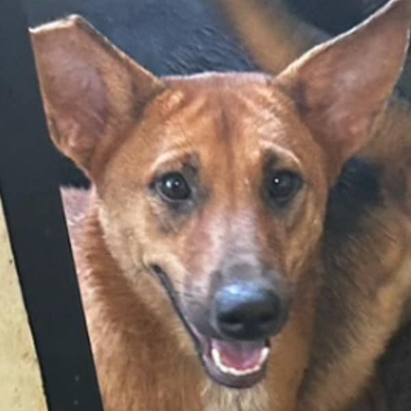 【待認養】混種犬 狗 (女生) - 澎湖縣流浪動物收容中心