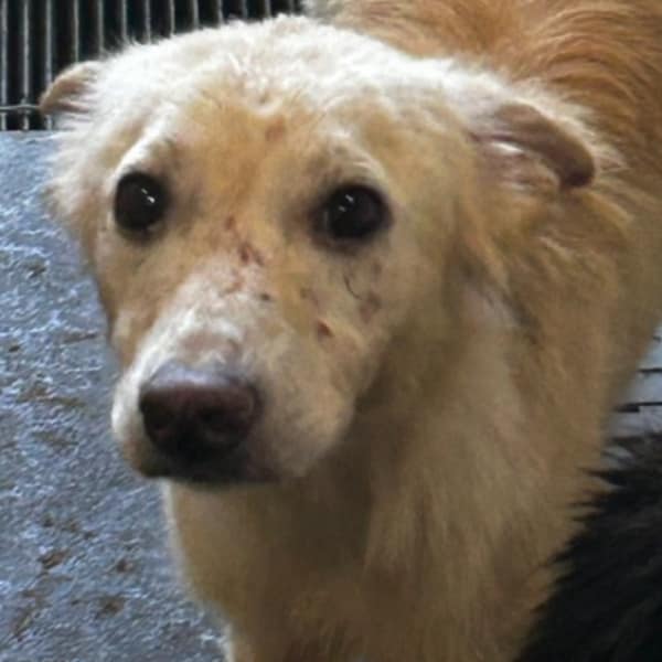 【待認養】混種犬 狗 (男生) - 澎湖縣流浪動物收容中心