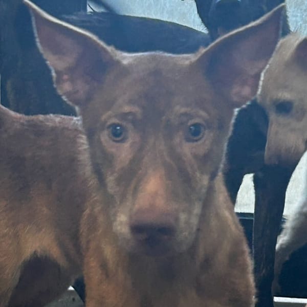 【待認養】混種犬 狗 (男生) - 澎湖縣流浪動物收容中心
