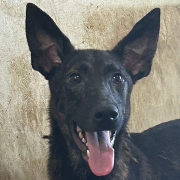 【待認養】混種犬 狗 (男生) - 澎湖縣流浪動物收容中心