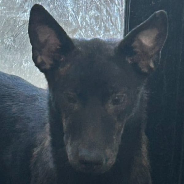 【待認養】混種犬 狗 (男生) - 澎湖縣流浪動物收容中心