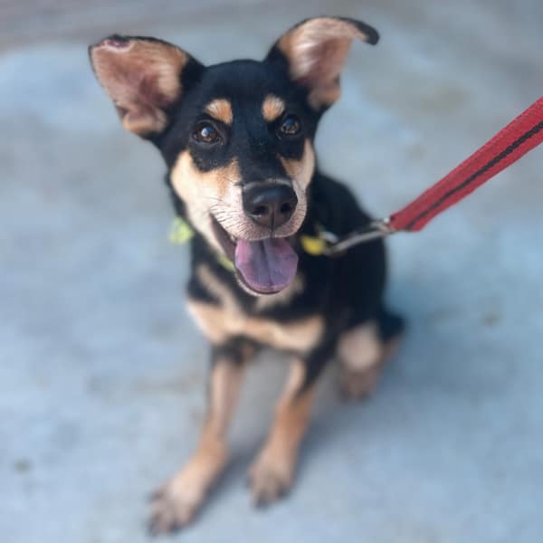 【待認養】混種犬 狗 (女生) - 澎湖縣流浪動物收容中心