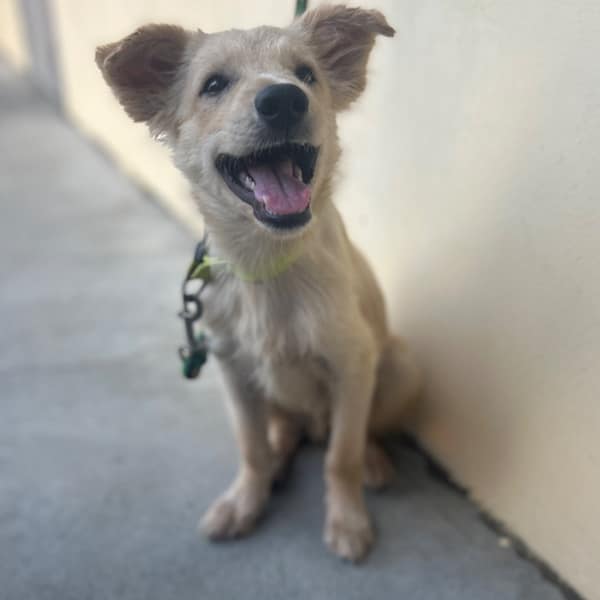 【待認養】混種犬 狗 (男生) - 澎湖縣流浪動物收容中心