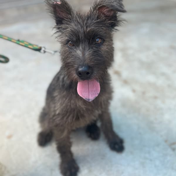 【待認養】混種犬 狗 (女生) - 澎湖縣流浪動物收容中心