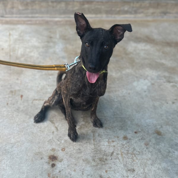 【待認養】混種犬 狗 (女生) - 澎湖縣流浪動物收容中心