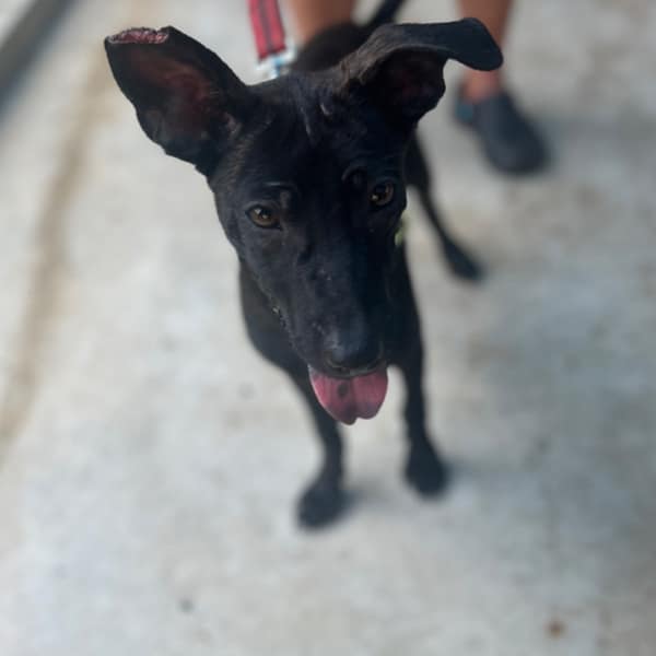 【待認養】混種犬 狗 (女生) - 澎湖縣流浪動物收容中心