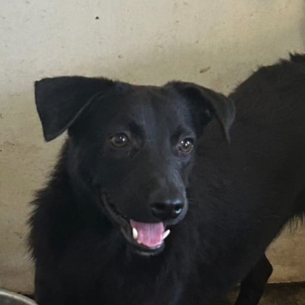 【待認養】混種犬 狗 (男生) - 澎湖縣流浪動物收容中心