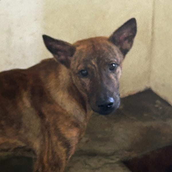 【待認養】混種犬 狗 (男生) - 澎湖縣流浪動物收容中心