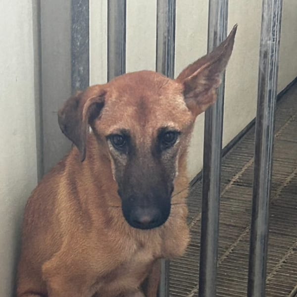 【待認養】混種犬 狗 (男生) - 澎湖縣流浪動物收容中心