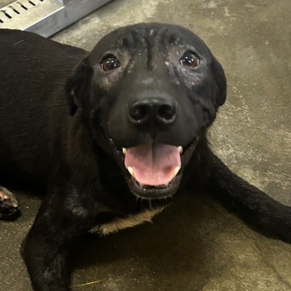 【待認養】混種犬 狗 (男生) - 澎湖縣流浪動物收容中心