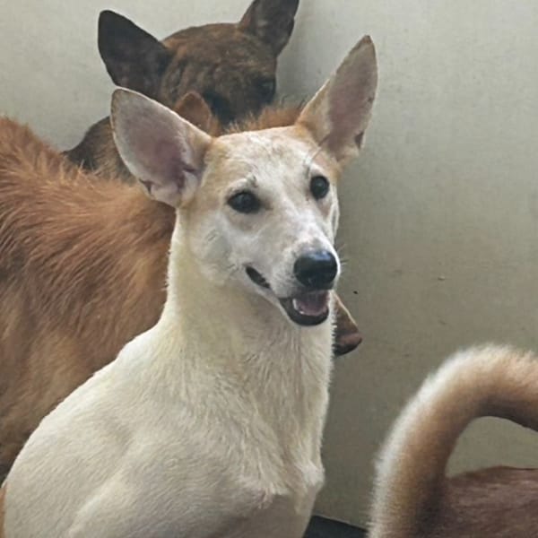 【待認養】混種犬 狗 (男生) - 澎湖縣流浪動物收容中心