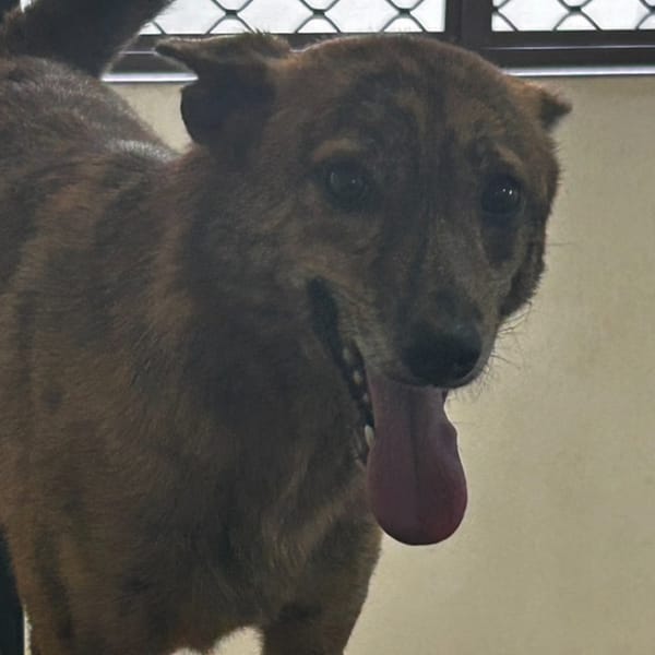 【待認養】混種犬 狗 (女生) - 澎湖縣流浪動物收容中心