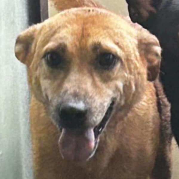 【待認養】混種犬 狗 (男生) - 澎湖縣流浪動物收容中心